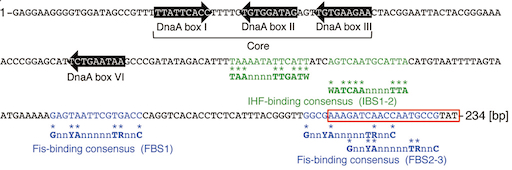 非コード型DNA因子DARS2とヒストン様因子IHFおよびFisによる複製開始の制御