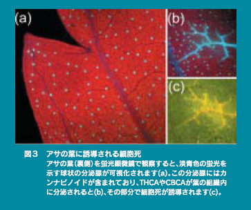 図3　アサの葉に誘導される細胞死 アサの葉（裏側）を蛍光顕微鏡で観察すると、淡青色の蛍光を示す球状の分泌腺が可視化されます(a)。この分泌腺にはカンナビノイドが含まれており、THCAやCBCAが葉の組織内に分泌されると(b)、その部分で細胞死が誘導されます(c)。