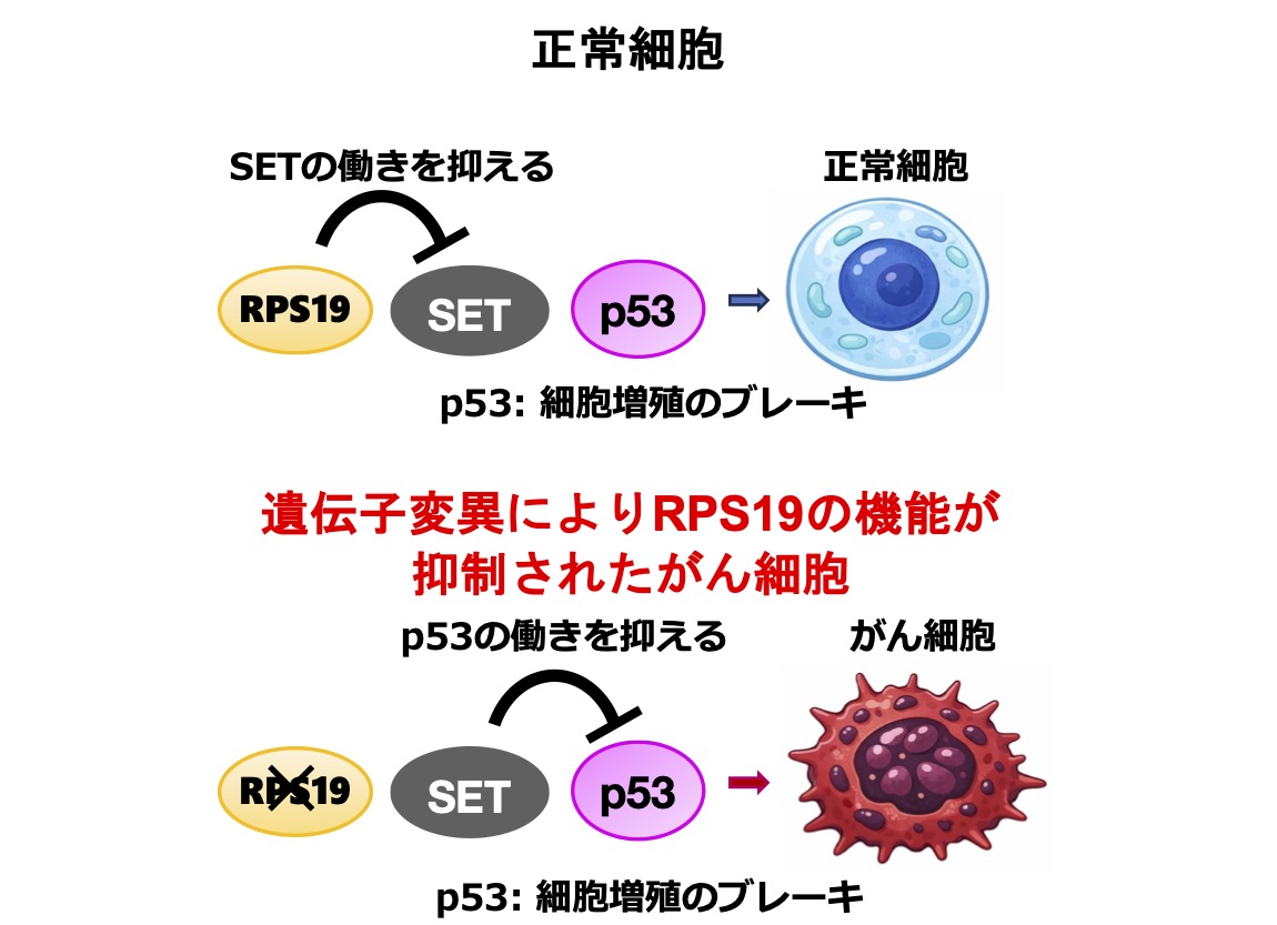 新たながん抑制遺伝子RPS19を発見！