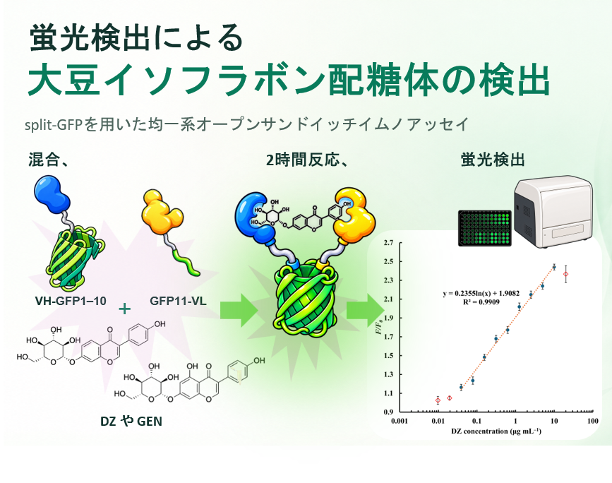 大豆の主要なイソフラボンを蛍光で簡便に測定する新手法を開発 ～大豆食品の成分評価...