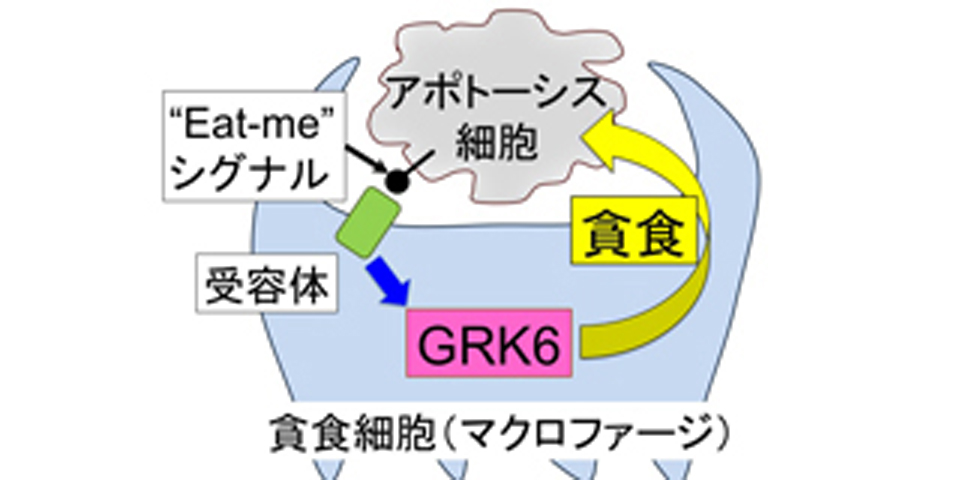 死んだ細胞を体内で除去する新たなタンパク質を発見
〜全身性エリテマトーデスや鉄過剰症治療への応用に期待〜