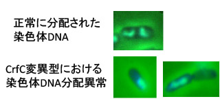 複製後のDNAの接着と分配を制御する新たなタンパク質因子を発見