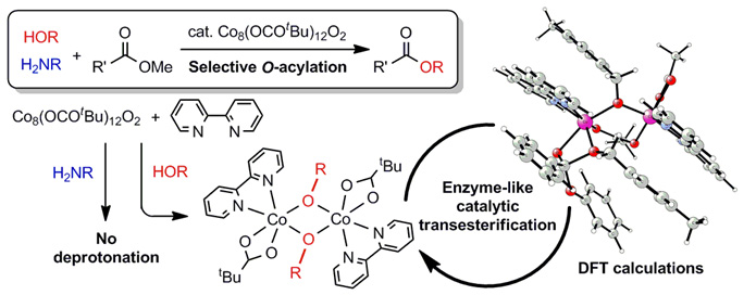 化学選択性の謎を解明！
〜アミノ基存在下における水酸基選択的アシル化反応の機構解明に成功〜