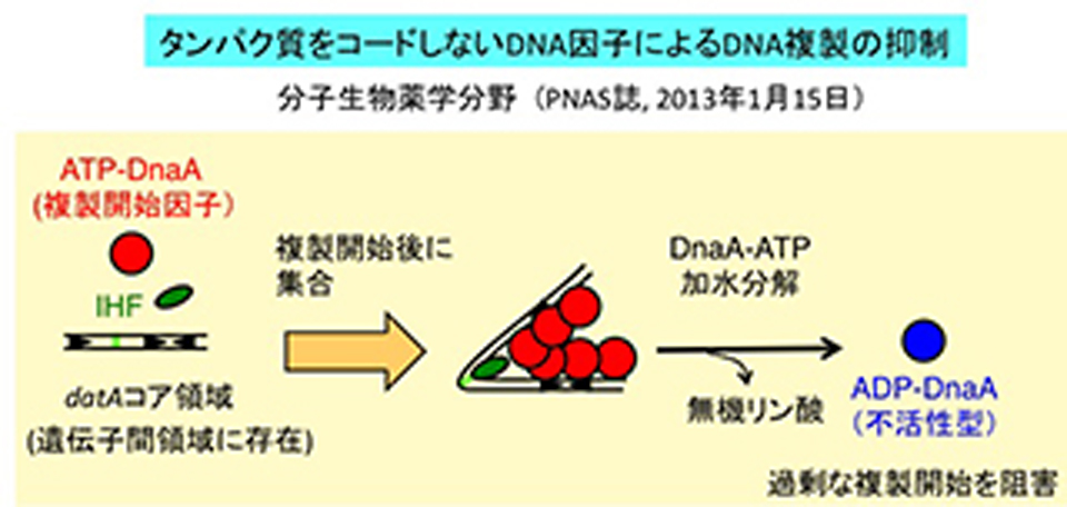 大腸菌の染色体DNA複製の新たな制御システムを解明
