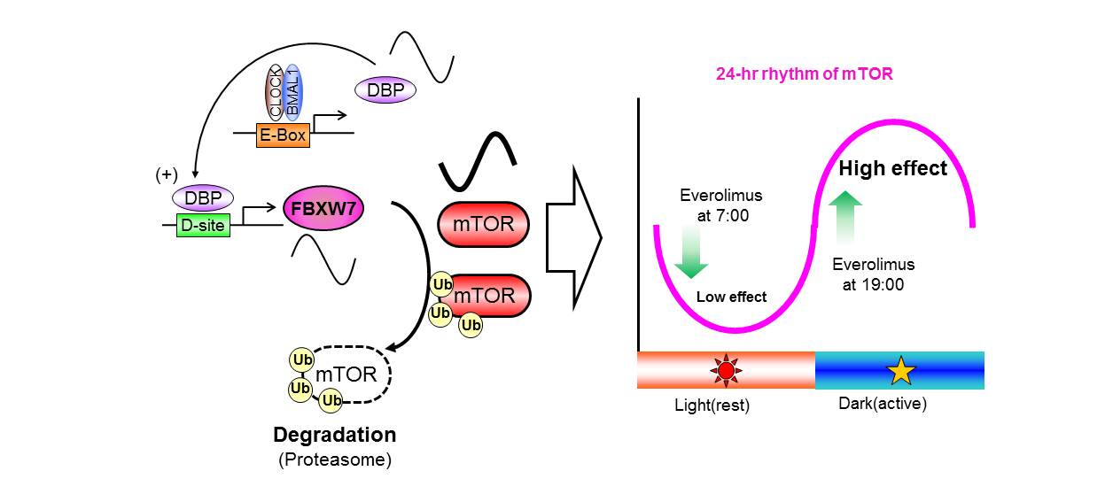 癌細胞のmTORタンパク質発現の概日リズム制御機構を解明<br />
～新規の癌の時間薬物療法へ期待～