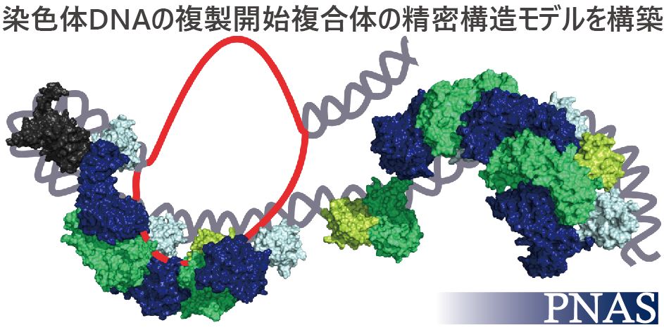 染色体DNAの複製開始複合体の精密構造が初めて見えるように－遺伝情報の継承を担う複合体の分子機構の解明－ 