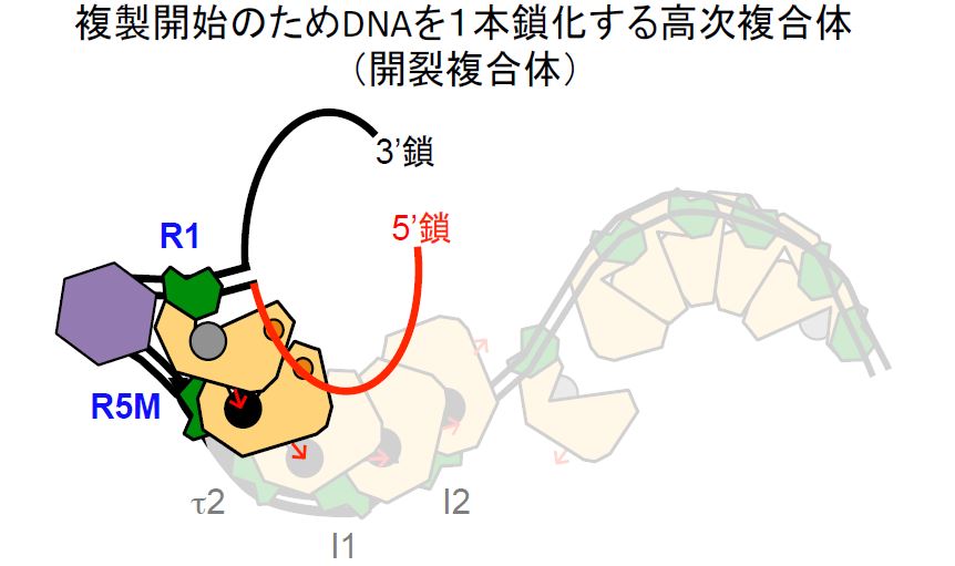 複製開始のためDNAを１本鎖化する高次複合体の機構を解明