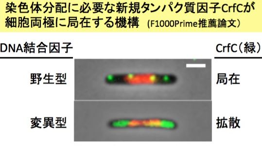 染色体分配に必要な新規タンパク質因子が細胞両極に局在する機構を発見(F1000Prime推薦論文)