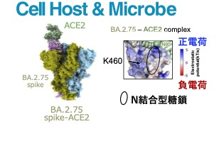 SARS-CoV-2 オミクロン BA.2.75株のウイルス学的性状の解明