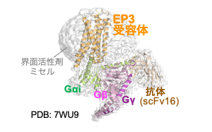 発熱・炎症などに関わるプロスタグランジン受容体EP3シグナリング複合体を可視化