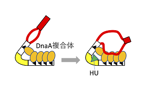 DNAを折りまげて一本鎖化：バクテリアの染色体複製開始の普遍的なメカニズムの解明