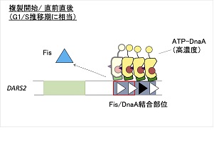 複製開始タンパク質DnaAの適時的な活性化を支える制御メカニズムを解明