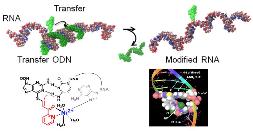 遷移金属との錯体形成により飛躍的に加速される配列およびシトシン特異的なRNA化学修飾法の開発